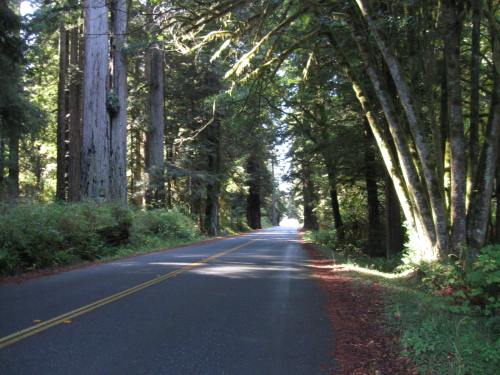Riding Through the Redwood Forest
